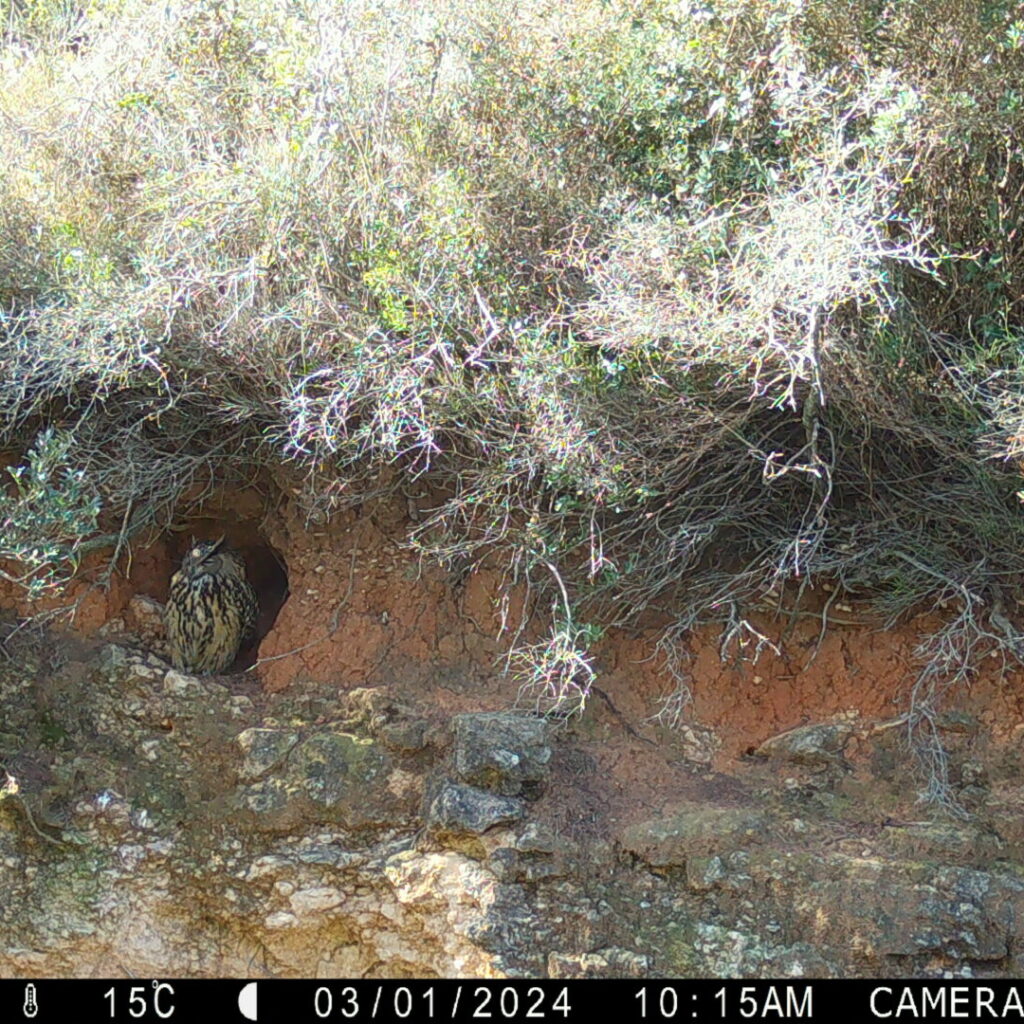 Hibou Grand-duc dans la vallée des Baux