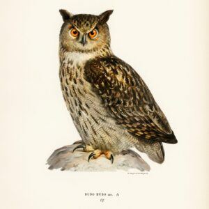 Hibou Grand-Duc