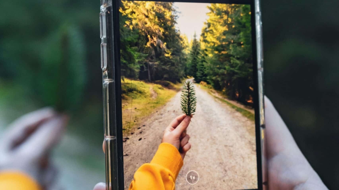ohoto-foret-pexels