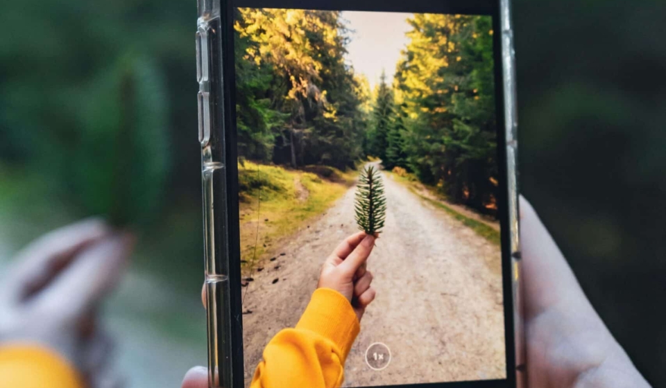 ohoto-foret-pexels