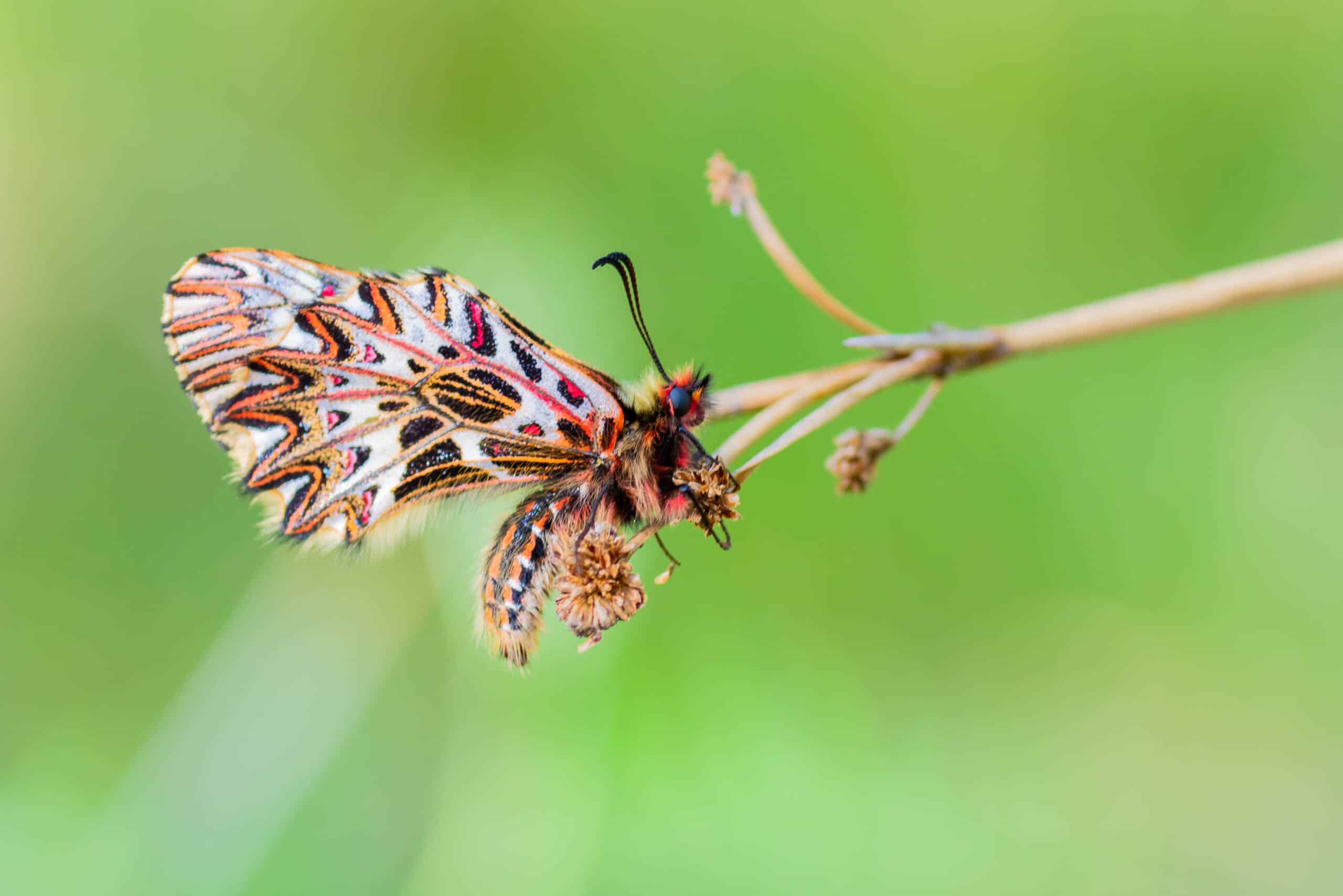 Conservation de la Diane