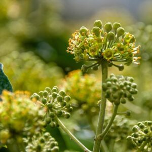 Biodiversité en septembre : Fleurs de lierre