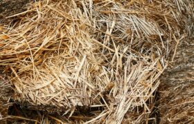 Herbe fauchée comme abri pour la biodiversité