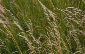 Hautes herbes pour la biodiversité