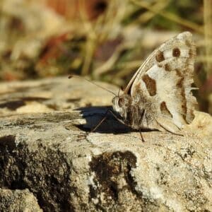 Hermite sur un rocher
