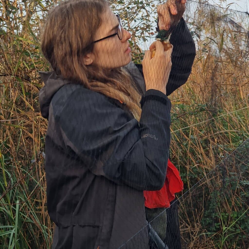 Capture au filet dans le Marais de l'Ilon