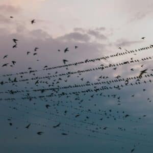 Migration des hirondelles