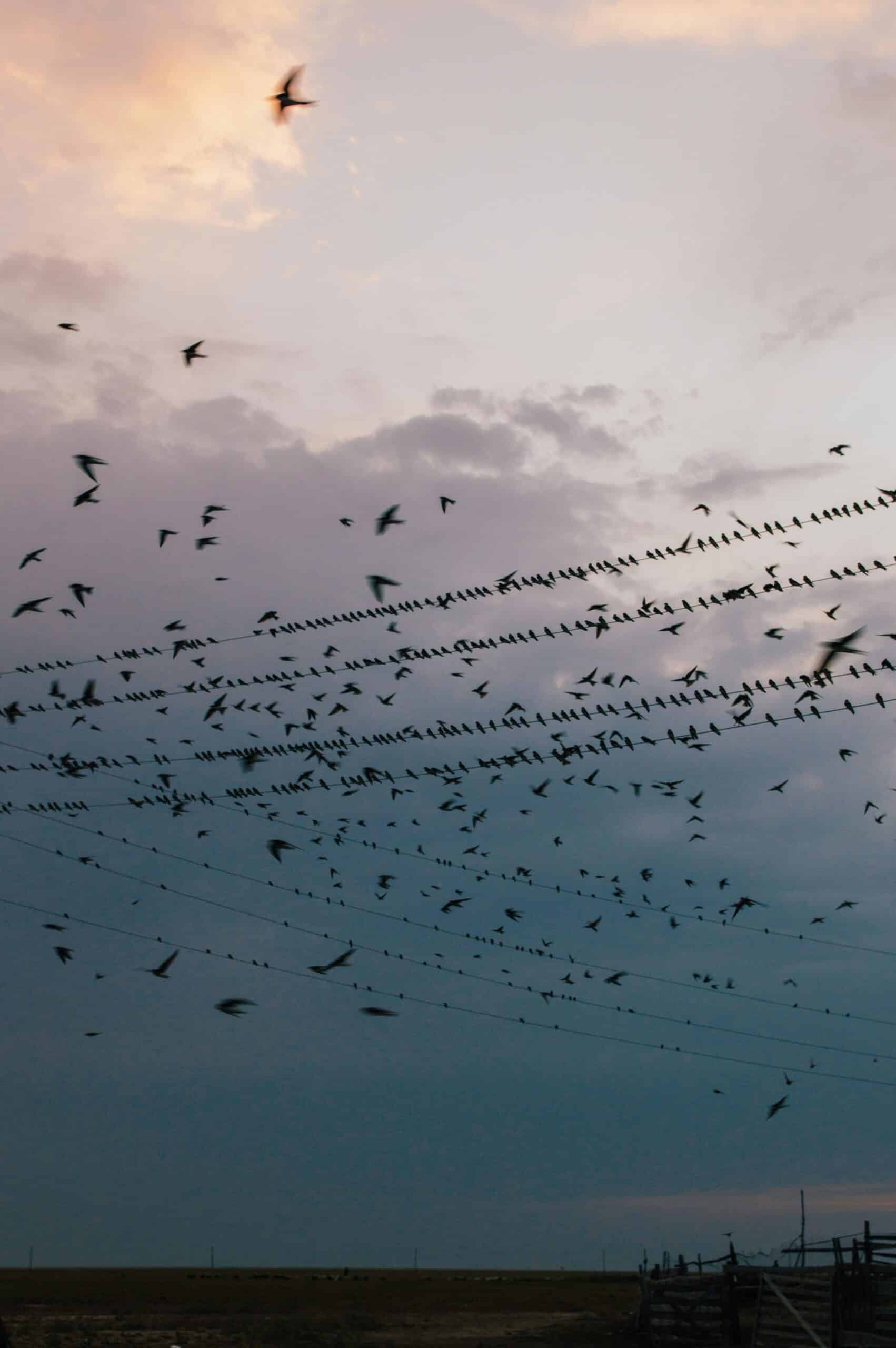 Migration des hirondelles