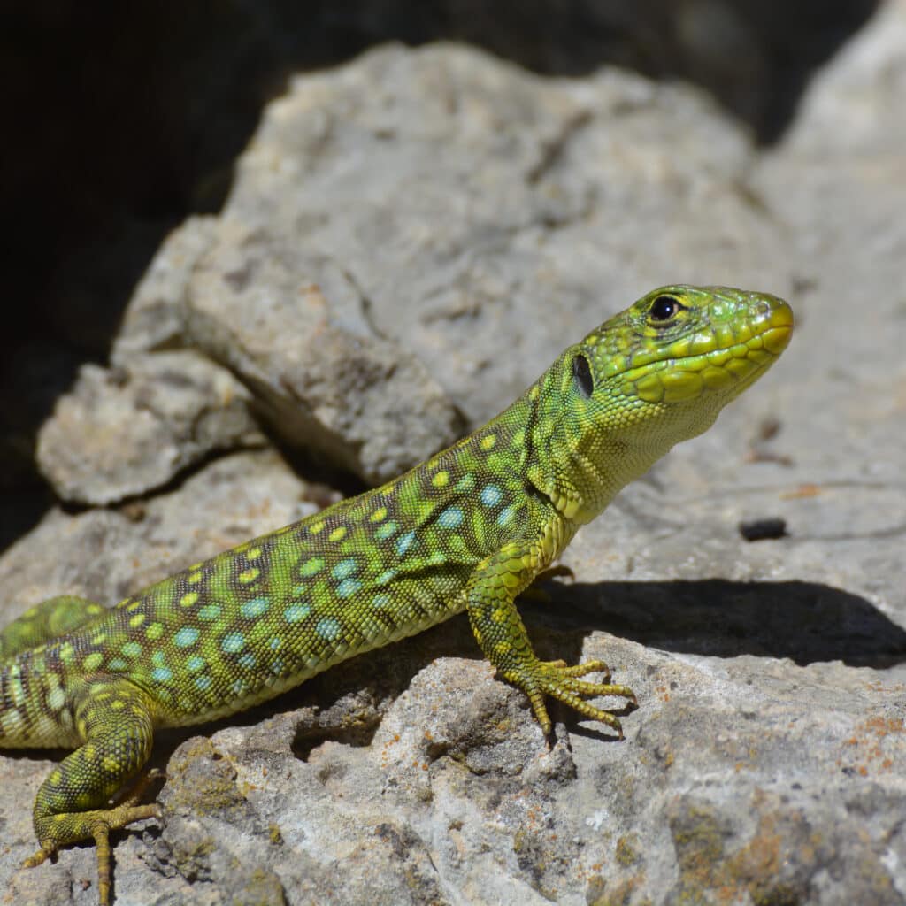 Lézard Ocellé de près dans la Vallée des Baux
