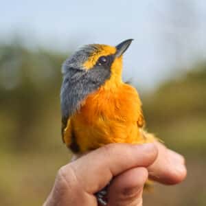 Mission de terrain au Ghana - Oiseau