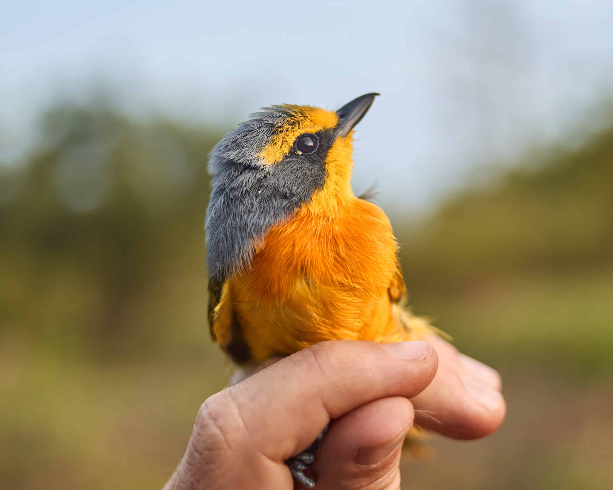 Mission de terrain au Ghana - Oiseau