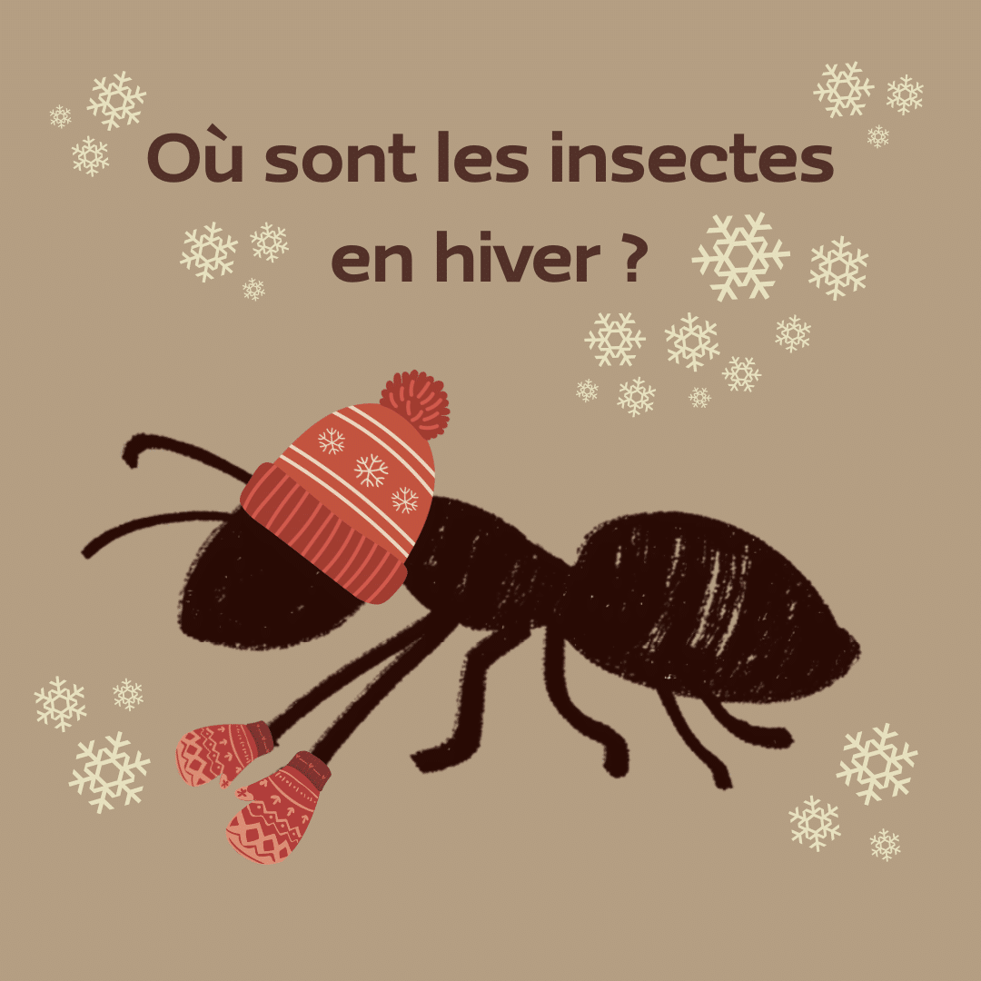 Que font les insectes en hiver ?