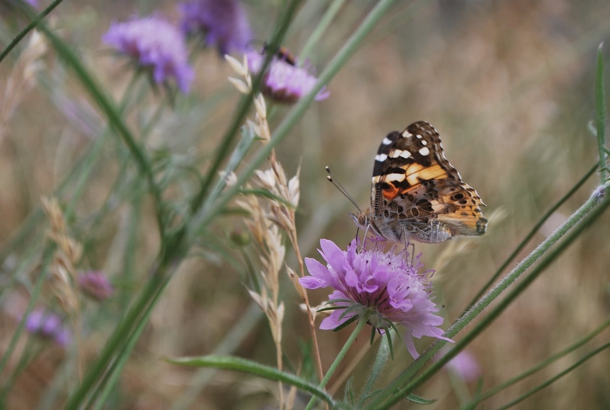 Des insectes qui partent pour passer l'hiver