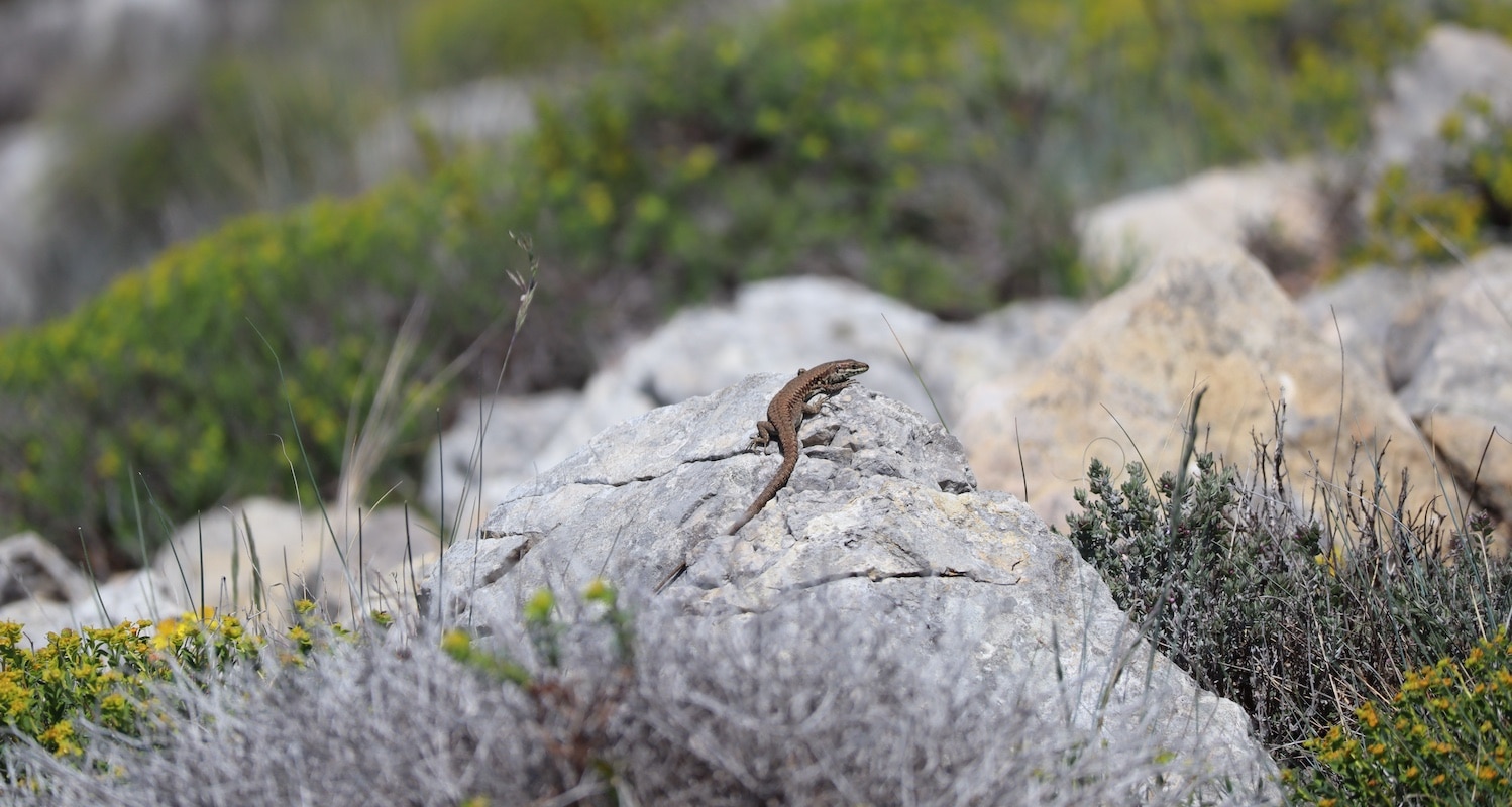 Pétition #HandsOffNature