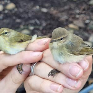 Pouillots véloces dans la Vallée des Baux