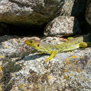 À la recherche du lézard ocellé