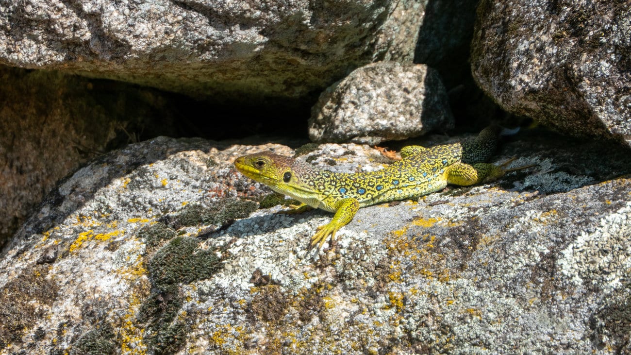 À la recherche du lézard ocellé
