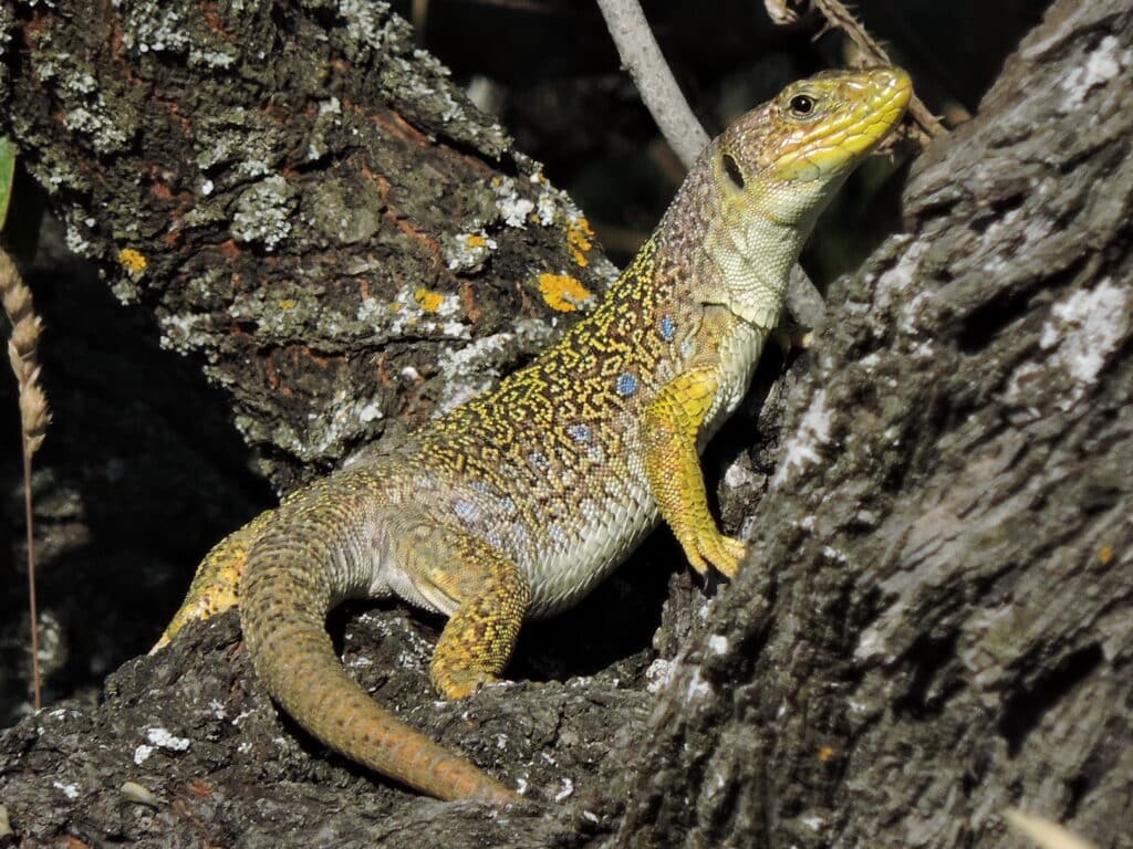 Lézard ocellé