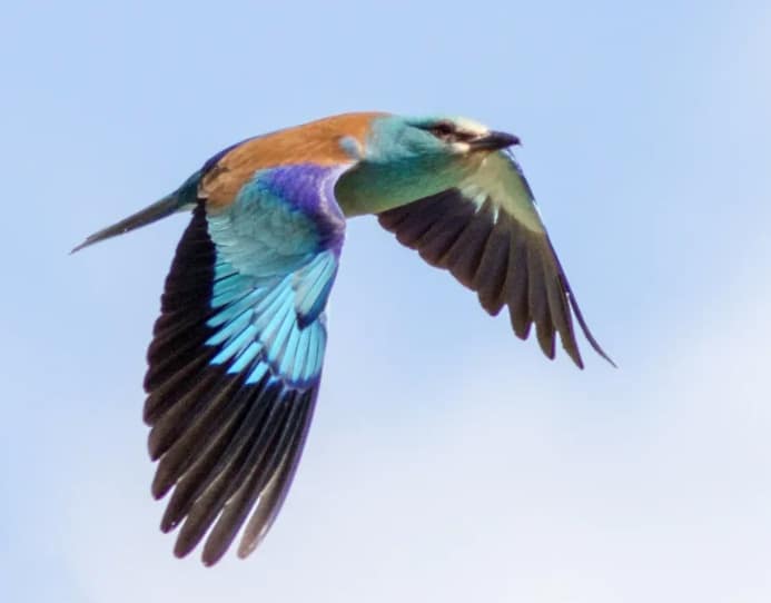 Observation du rollier pour la fête de la nature