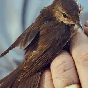 Un oiseau qui connecte notre monde : la Rousserolle effarvatte