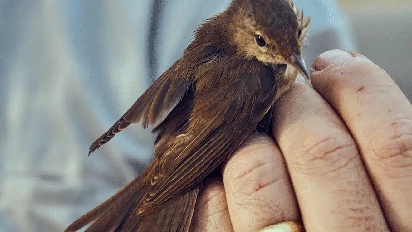 Un oiseau qui connecte notre monde : la Rousserolle effarvatte