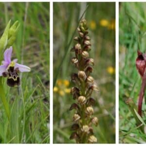 Cinq espèces d'orchidées sauvages