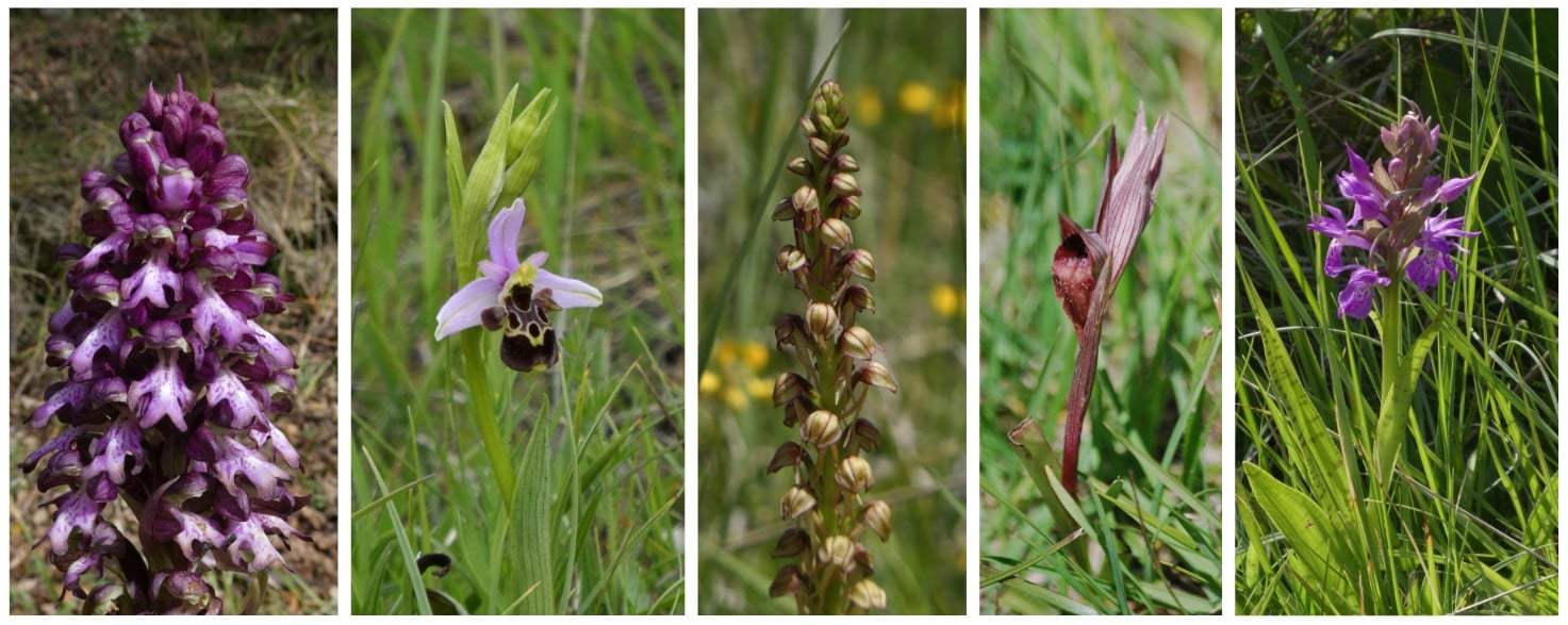 Cinq espèces d'orchidées sauvages