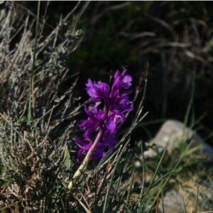 Orchidée sauvage