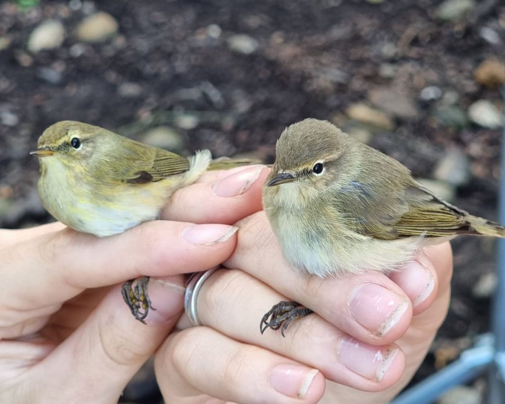 Pouillots véloces dans la Vallée des Baux