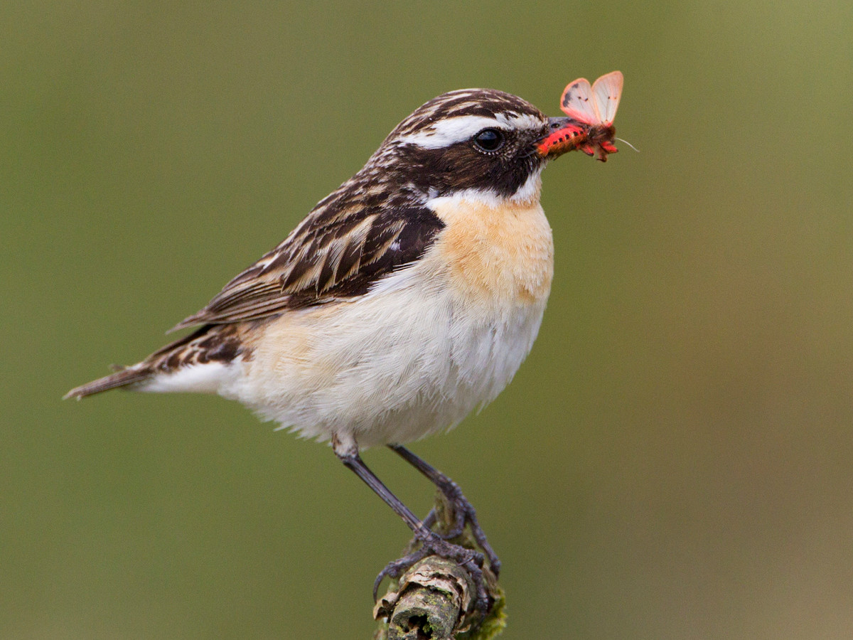 2015-10_Whinchat