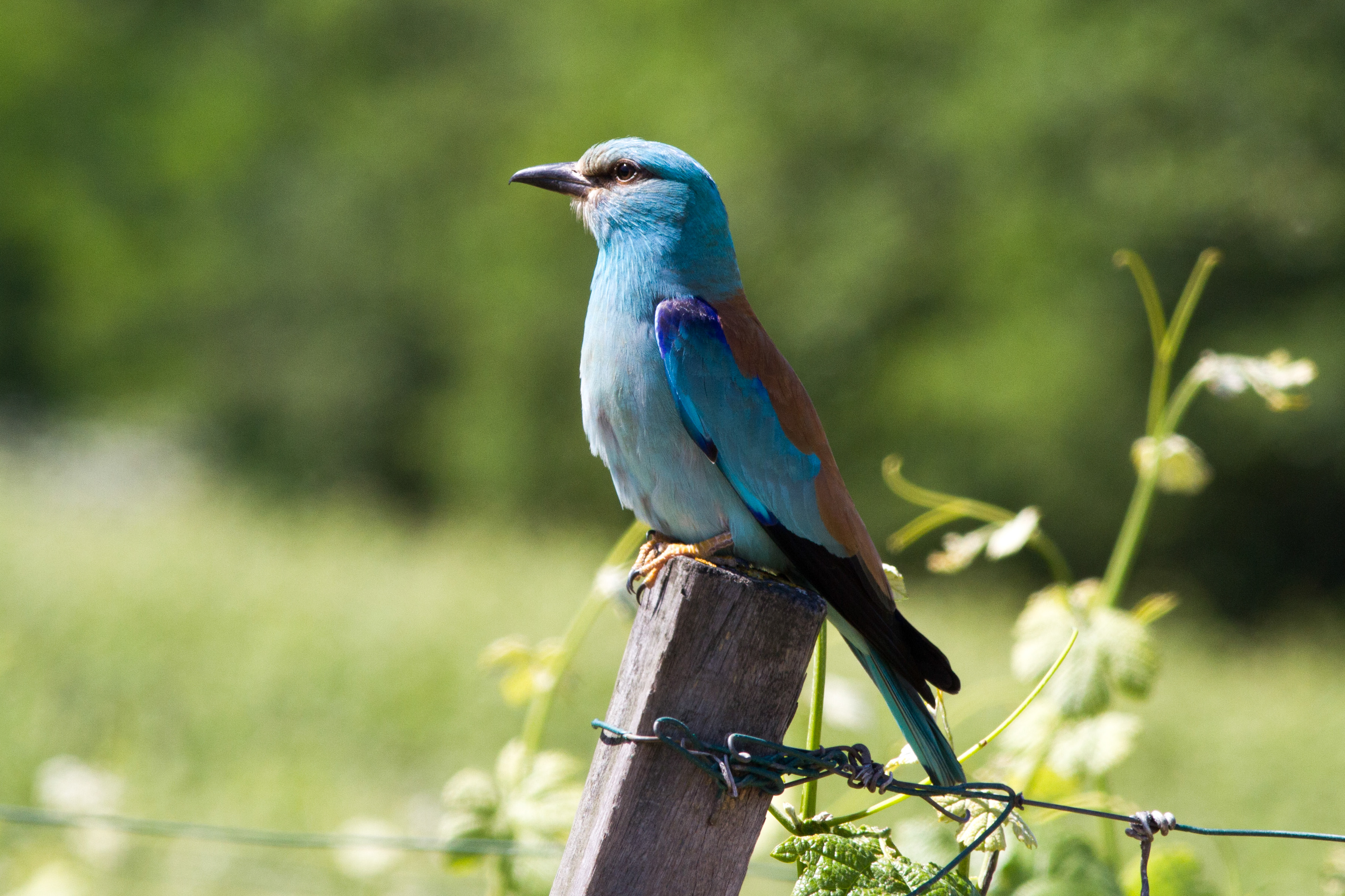 Combien D'oiseaux Sont Dans Le Cadre Pix